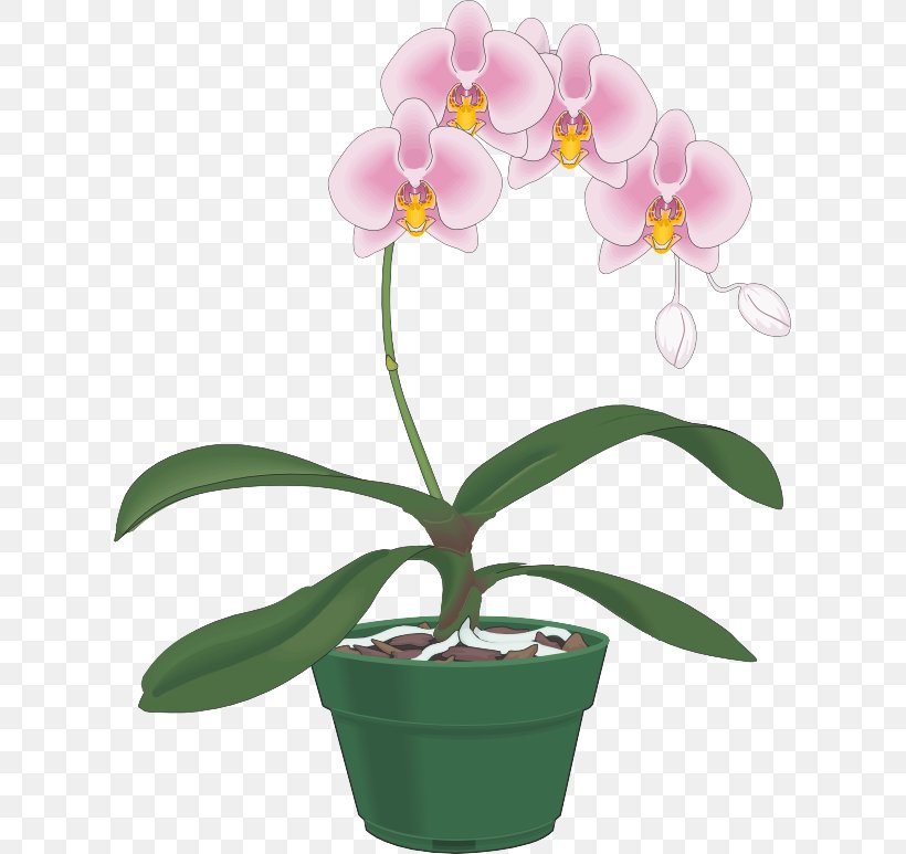 Flower Flowering Plant Moth Orchid Plant Flowerpot, PNG, 613x773px, Flower, Flowering Plant, Flowerpot, Houseplant, Moth Orchid Download Free
