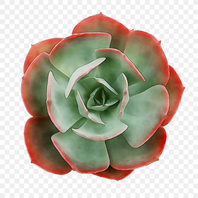 Garden Roses Cut Flowers Petal, PNG, 1269x1269px, Garden Roses, Cut Flowers, Echeveria, Flower, Flowering Plant Download Free