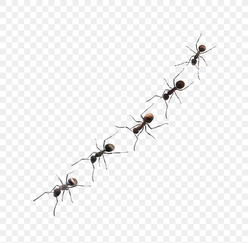 Insect Carpenter Ant Ant Pest Membrane-winged Insect, PNG, 803x803px, Insect, Ant, Carpenter Ant, Membranewinged Insect, Pest Download Free
