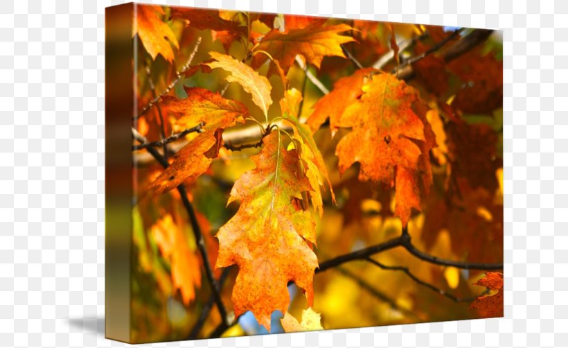 Maple Leaf Gallery Wrap Canvas Art Printmaking, PNG, 650x502px, Maple Leaf, Art, Autumn, Autumn Leaves, Branch Download Free