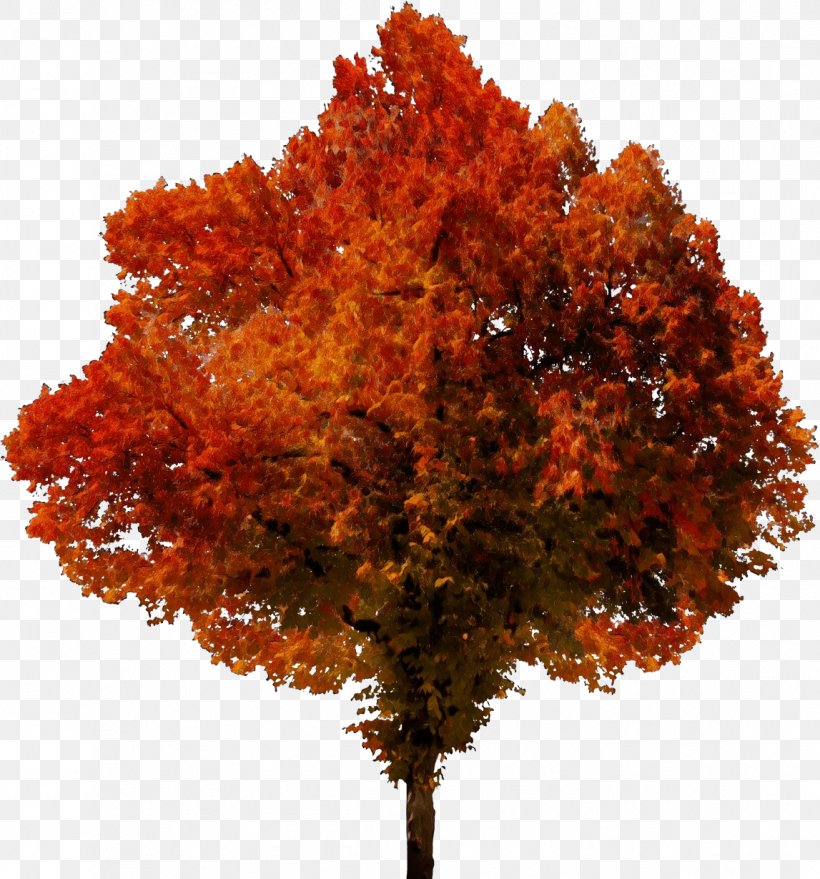 Orange, PNG, 1147x1230px, Watercolor, Autumn, Deciduous, Flower, Leaf Download Free