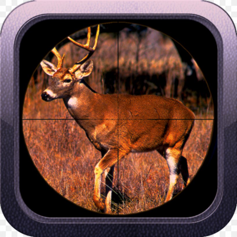 White-tailed Deer Deer Hunting Chronic Wasting Disease, PNG, 1024x1024px, Deer, Antler, Biggame Hunting, Chronic Wasting Disease, Culling Download Free