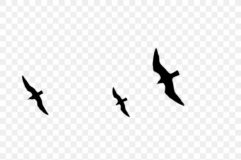 Beak Bird Migration Wing Font, PNG, 1600x1060px, Beak, Animal Migration, Bird, Bird Migration, Blackandwhite Download Free