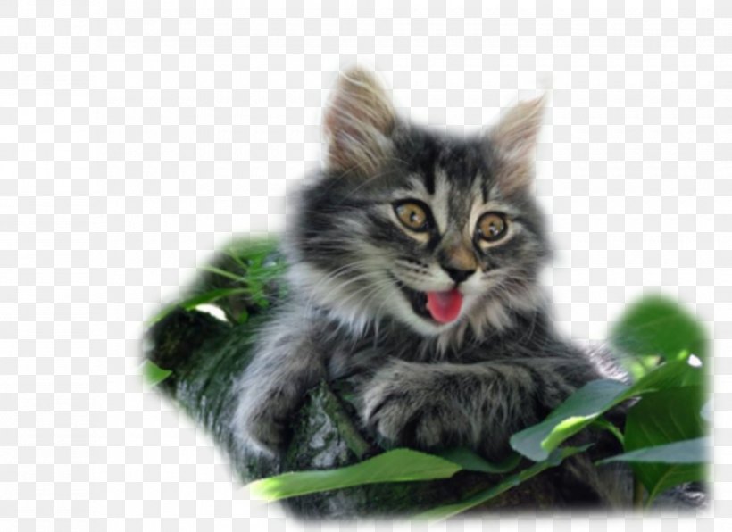 Cat Blog Dog, PNG, 980x713px, Cat, Asian Semi Longhair, Birthday, Blog, Carnivoran Download Free