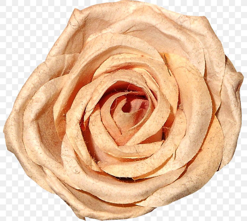 Garden Roses Beach Rose Cut Flowers Love You Forever, PNG, 800x735px, Garden Roses, Beach Rose, Beige, Cut Flowers, Flower Download Free