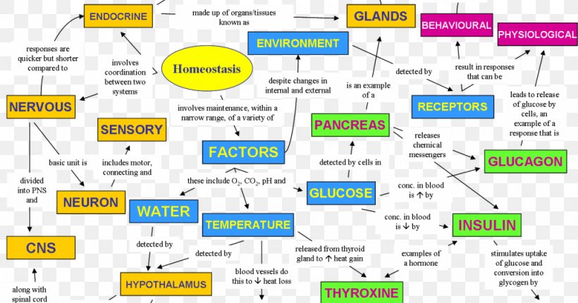 Homeostasis Human Body Biology Map Concept, PNG, 1020x536px, Watercolor, Cartoon, Flower, Frame, Heart Download Free