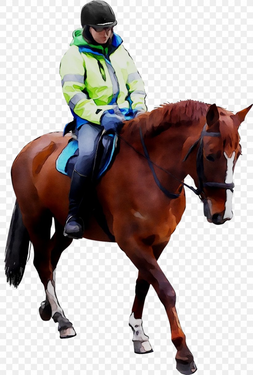 Hunt Seat Horse Rein Stallion Equestrian, PNG, 874x1297px, Hunt Seat, Animal Sports, Animal Training, Bit, Bridle Download Free