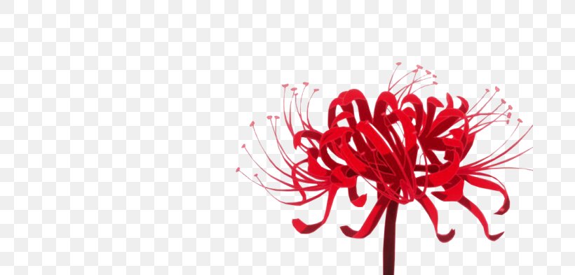 Red Spider Lily Tokyo Ghoul Flower Rat, PNG, 700x393px, Red Spider Lily, Botany, Chrysanthemum, Chrysanths, Cut Flowers Download Free