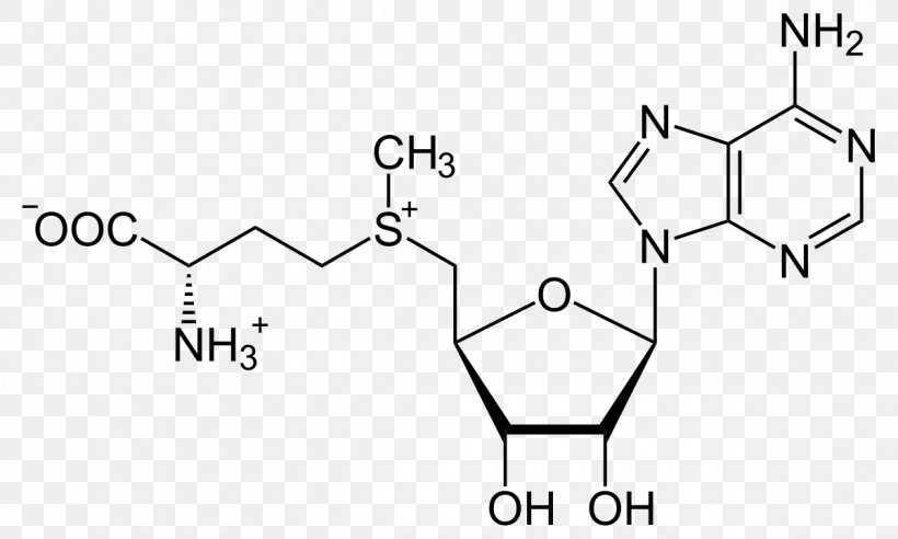 S-Adenosyl Methionine S-Adenosyl-L-homocysteine Amino Acid, PNG, 1200x720px, Sadenosyl Methionine, Adenosine, Adenosine Triphosphate, Amino Acid, Area Download Free