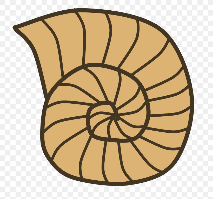 Seashell Snail Gastropod Shell Clip Art, PNG, 800x768px, Seashell, Ammonites, Area, Color, Fossil Download Free
