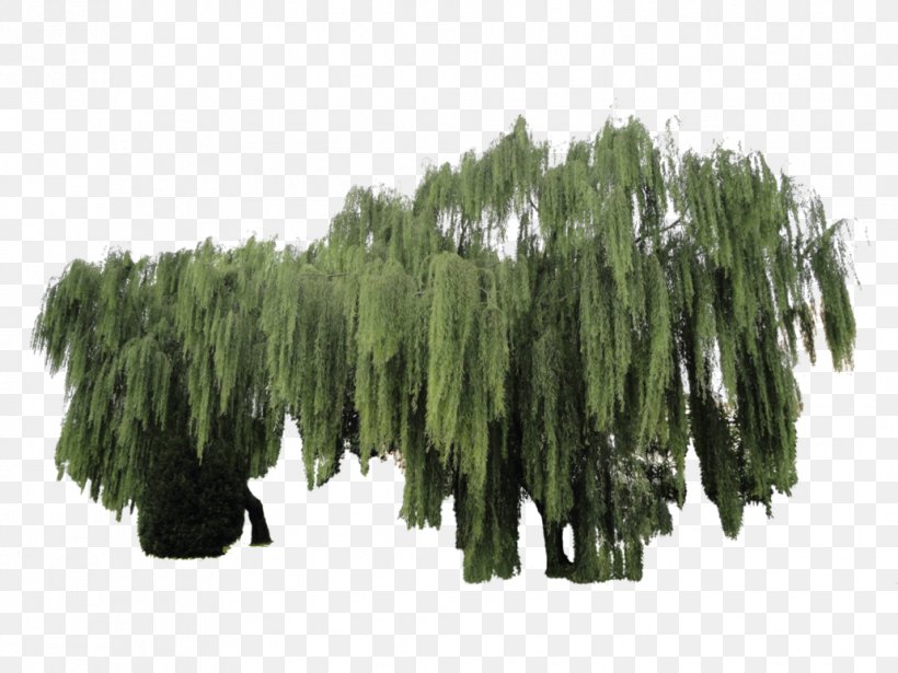 Weeping Tree Weeping Willow Woody Plant, PNG, 1032x774px, Tree, Art, Biome, Deciduous, Evergreen Download Free