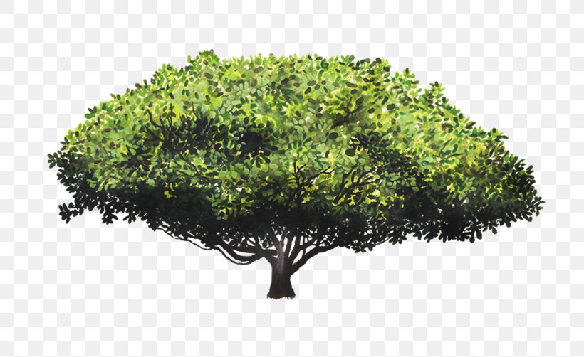 Wild Cashew Tree Rainforest Crown, PNG, 712x502px, Cashew, Anacardium, Branch, Crown, Evergreen Download Free