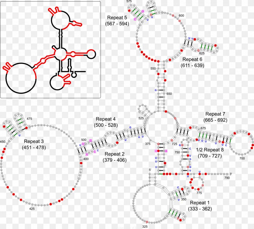 XIST X-inactivation Dosage Compensation RNA Gene, PNG, 1460x1313px, Xinactivation, Area, Chromosome, Coding Strand, Diagram Download Free