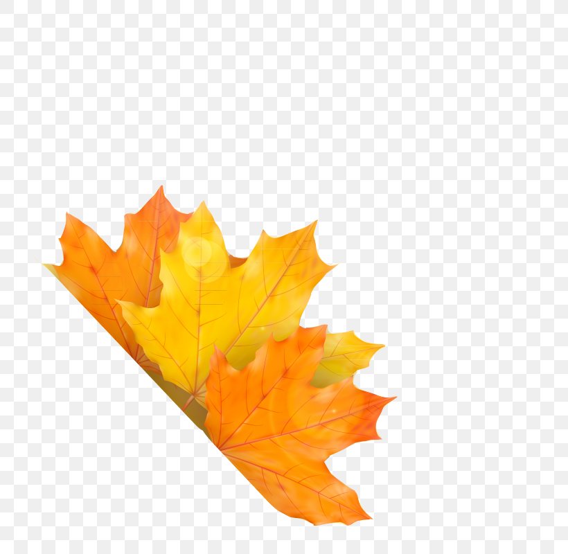 Autumn Maple Leaf, PNG, 800x800px, Autumn, Autumn Leaf Color, Color, Leaf, Maple Download Free