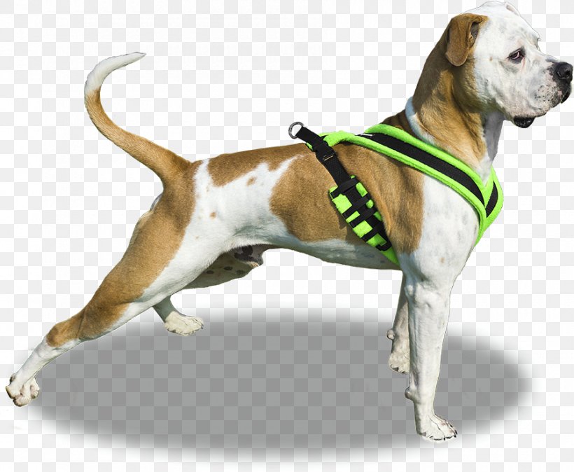 Dog Breed English Foxhound Boxer Moscow Watchdog Dachshund, PNG, 900x740px, Dog Breed, Boxer, Breed, Carnivoran, Companion Dog Download Free