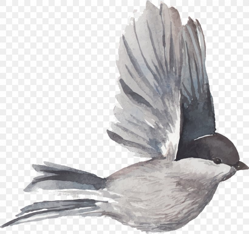 Bird Flight Feather, PNG, 1049x987px, Bird, Beak, Bird Flight, Black And White, Feather Download Free