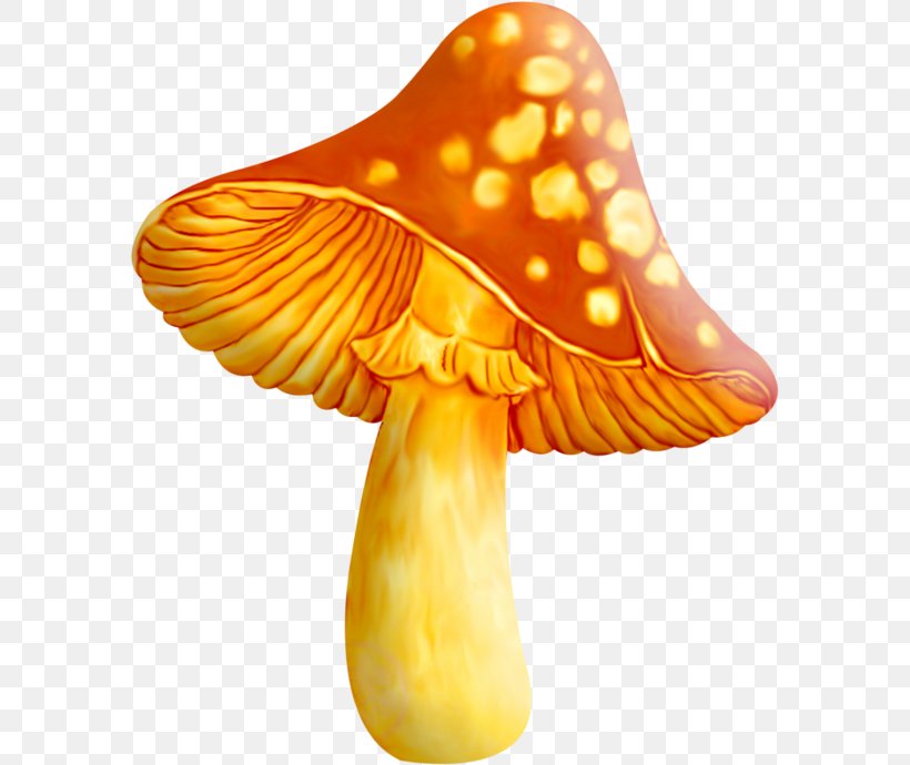 Edible Mushroom Fungus Common Mushroom Yellow Morel, PNG, 585x690px, Mushroom, Common Mushroom, Drawing, Edible Mushroom, Enokitake Download Free