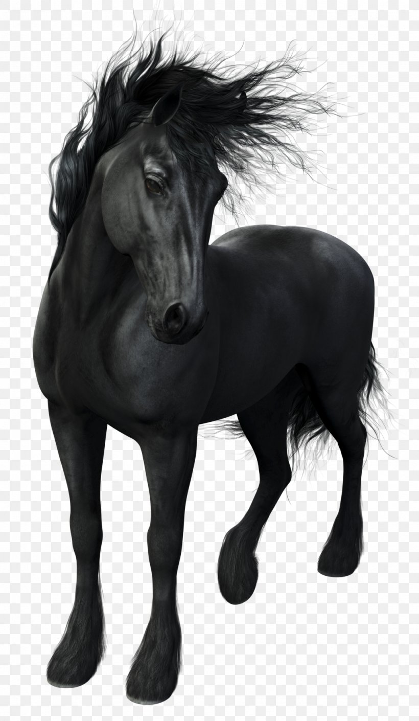 Friesian Horse Stallion Arabian Horse Mustang Mare, PNG, 1024x1762px, Friesian Horse, Animal, Arabian Horse, Black, Black And White Download Free
