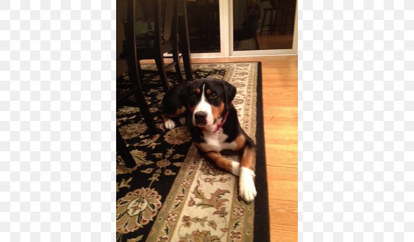 Greater Swiss Mountain Dog Bernese Mountain Dog Dog Breed Entlebucher Mountain Dog Appenzeller Sennenhund, PNG, 640x480px, Greater Swiss Mountain Dog, Adoption, Appenzeller Sennenhund, Bernese Mountain Dog, Breed Download Free