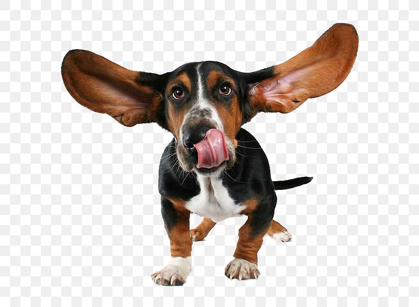 Basset Hound Happy Birthday, Everyone! Puppy, PNG, 600x600px, Basset Hound, Birthday, Birthday Cake, Bloodhound, Carnivoran Download Free