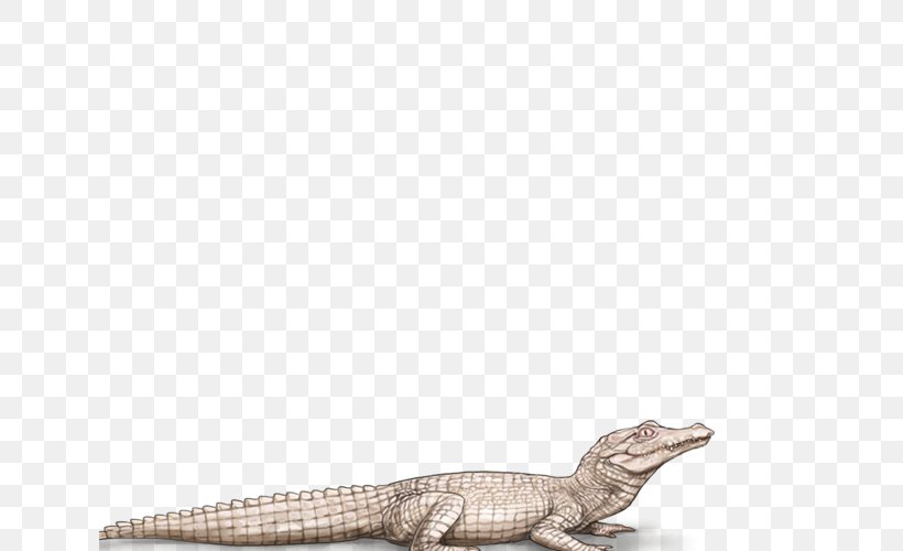 Crocodile Lion Alligators Black Panther Mane, PNG, 640x500px, Crocodile, Agility, Albinism, Alligator, Alligators Download Free