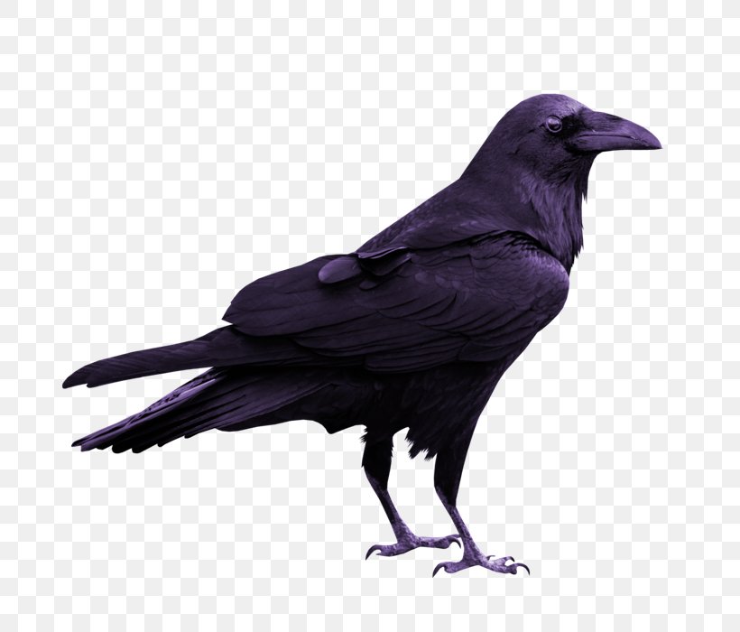 Rook Common Raven Silhouette, PNG, 800x700px, Rook, American Crow, Art, Beak, Bird Download Free