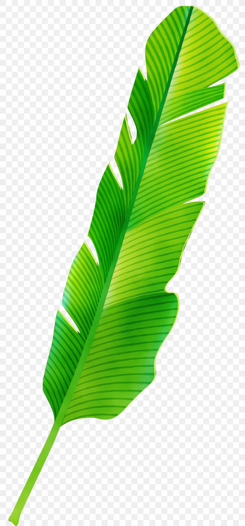 Banana Leaf, PNG, 1397x3000px, Watercolor, Banana, Banana Leaf, Green, Leaf Download Free