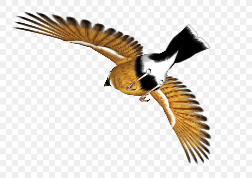 Bird Beak Wing Chickadee Coraciiformes, PNG, 1600x1131px, Bird, Beak, Chickadee, Coraciiformes, Perching Bird Download Free