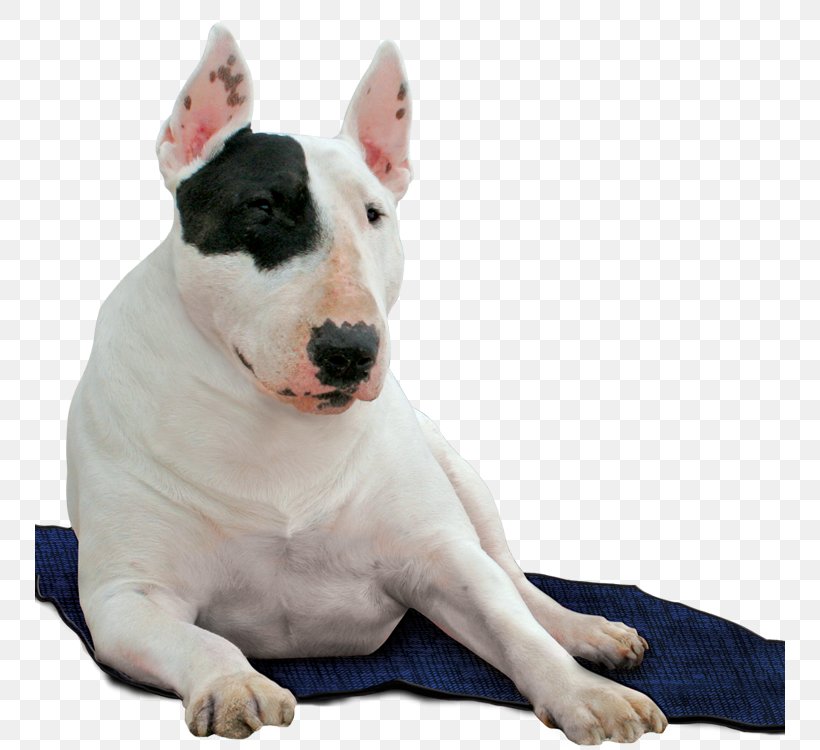 Dog Blue Cat Pet Red, PNG, 750x750px, Dog, Blue, Bull And Terrier, Bull Terrier, Bull Terrier Miniature Download Free