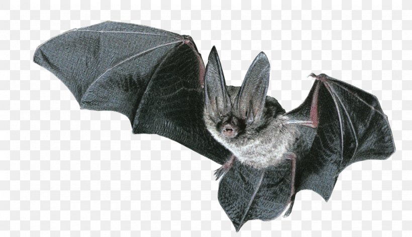 Baseball Bat Animal Wallpaper, PNG, 1024x591px, Bat, Animal, Baseball Bat, Cricket Bat, Drawing Download Free
