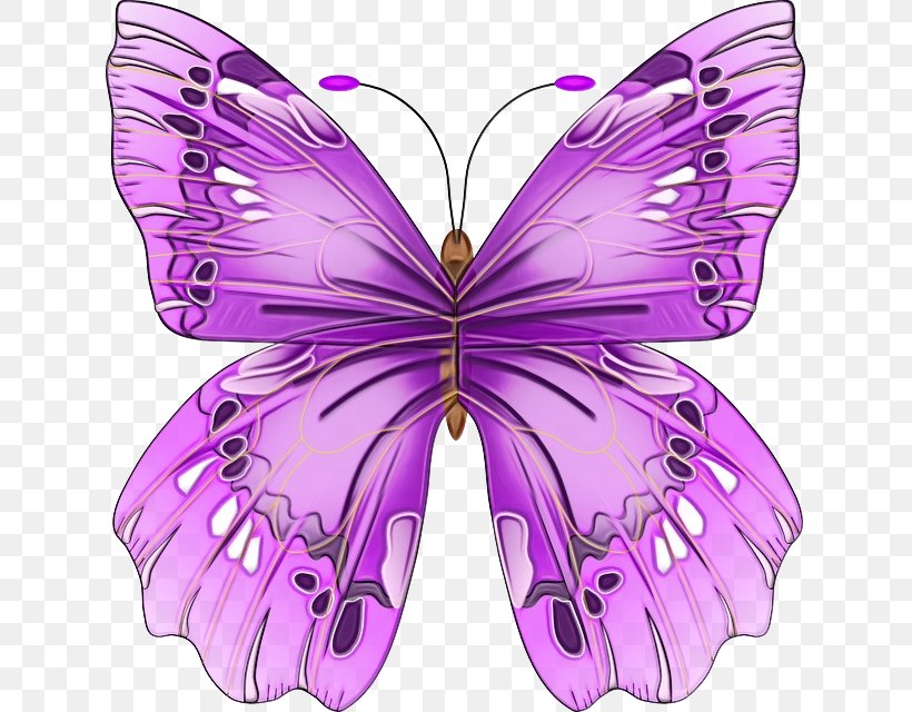 Moths And Butterflies Butterfly Insect Cynthia (subgenus) Purple, PNG, 629x640px, Watercolor, Butterfly, Cynthia Subgenus, Insect, Moths And Butterflies Download Free