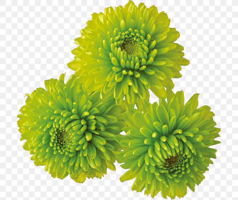 Chrysanthemum Flower Clip Art, PNG, 704x689px, Chrysanthemum, Annual Plant, Chrysanthemum Coronarium, Chrysanths, Cut Flowers Download Free