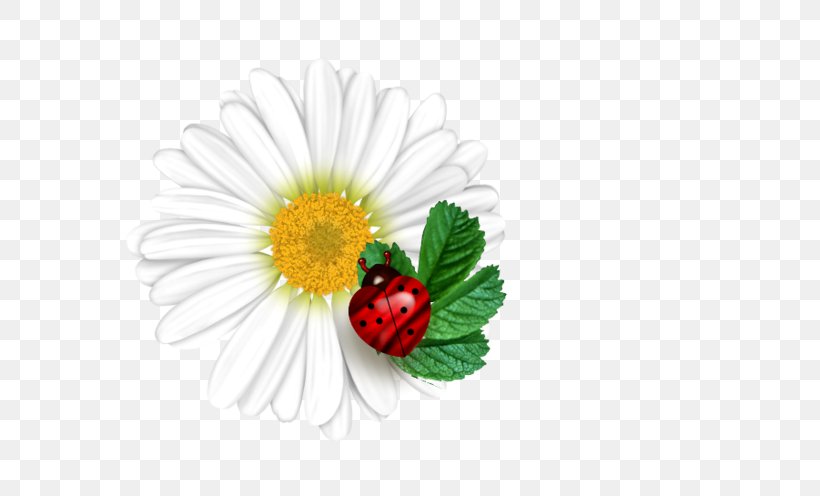 Common Daisy Desktop Wallpaper Flower Ladybird Transvaal Daisy, PNG, 699x496px, Common Daisy, Chamomile, Chrysanths, Cut Flowers, Daisy Download Free