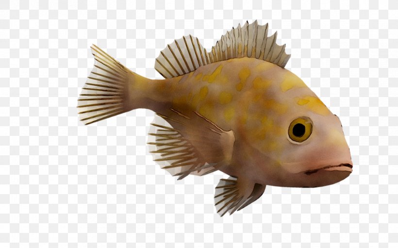 Fauna Fish, PNG, 1218x760px, Fauna, Bonyfish, Fish, Organism, Tail Download Free