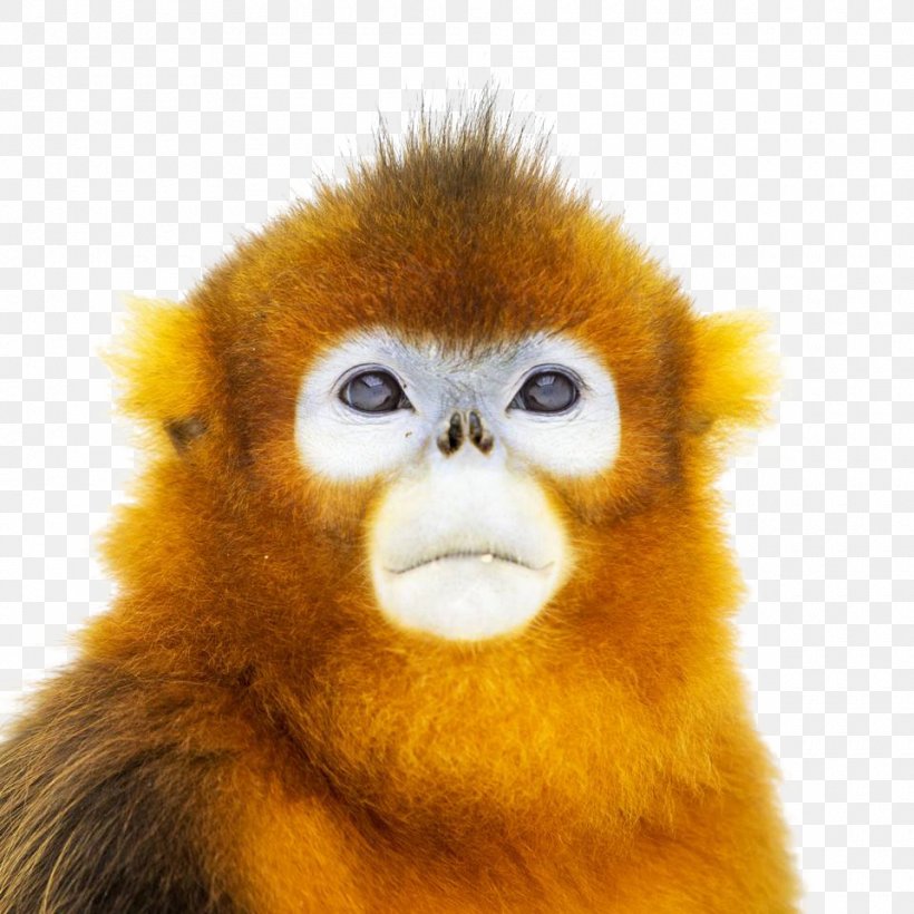China Primate Golden Snub-nosed Monkey Ape, PNG, 960x960px, China, Ape, Chinese New Year, Chinese Zodiac, Fauna Download Free