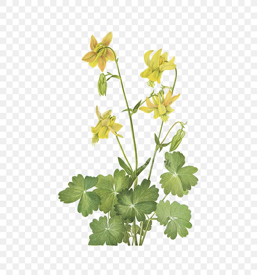 China Wild Flowers Of America Yellow Wildflowers Of The Pacific Northwest, PNG, 658x877px, China, Art, Botanical Illustration, Branch, Columbine Download Free