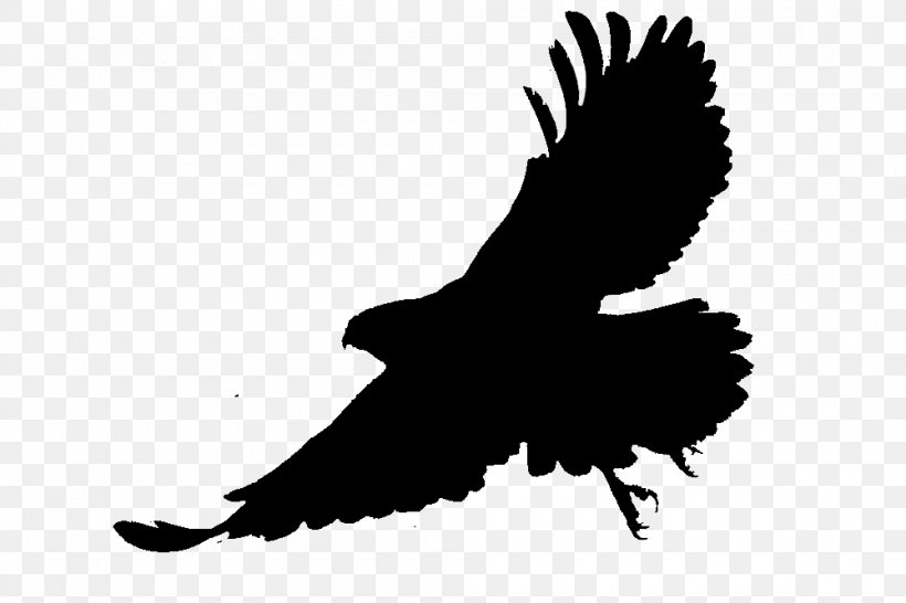 Bald Eagle Silhouette Fauna Beak, PNG, 1000x667px, Bald Eagle, Accipitriformes, Beak, Bird, Bird Of Prey Download Free