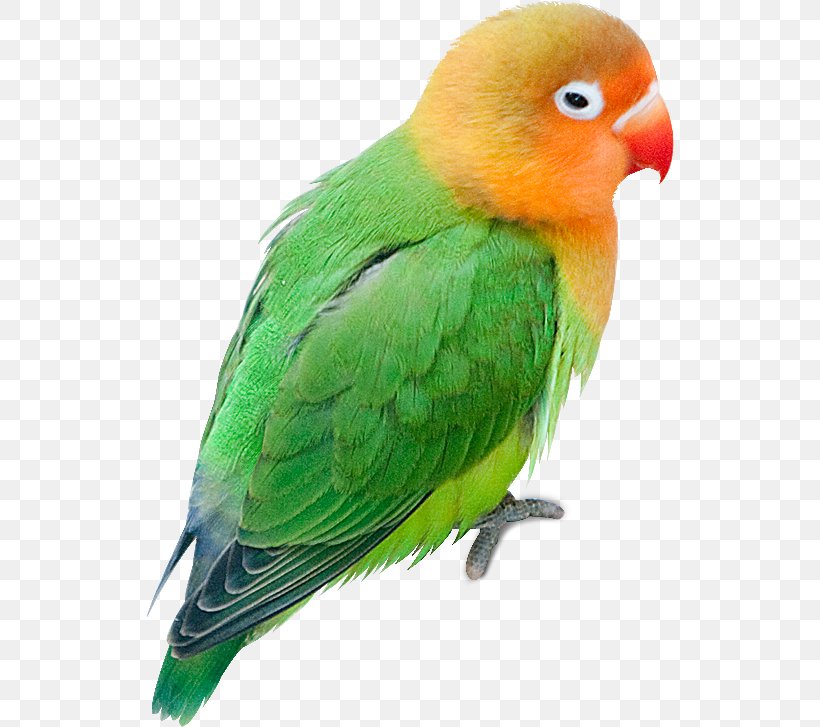 Budgerigar Parrot Lovebird Parakeet, PNG, 528x727px, Budgerigar, Animal, Beak, Bird, Common Pet Parakeet Download Free