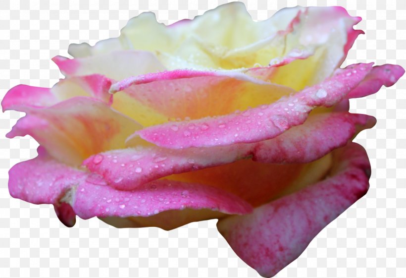 Centifolia Roses Pink Yellow, PNG, 1280x876px, Centifolia Roses, Color, Cut Flowers, Flower, Flowering Plant Download Free