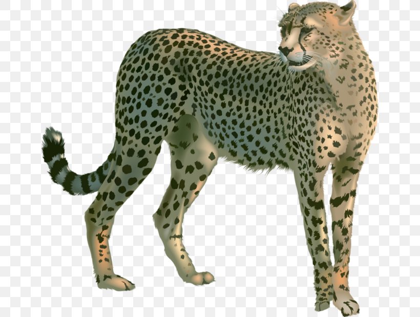 Cheetah Leopard Lion Clip Art, PNG, 658x619px, South African Cheetah, Acinonyx, Big Cats, Carnivoran, Cat Like Mammal Download Free