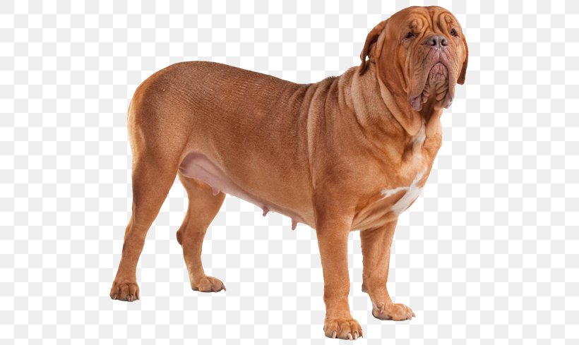 Dog Breed Dogue De Bordeaux Old English Bulldog Bullmastiff Tosa, PNG, 567x489px, Dog Breed, Ancient Dog Breeds, Breed, Bulldog, Bulldog Breeds Download Free