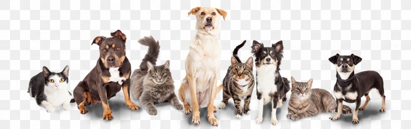 Dog Kitten Cat Veterinarian Pet, PNG, 1600x504px, Dog, Animal, Animal Figure, Animal Shelter, Canvas Print Download Free