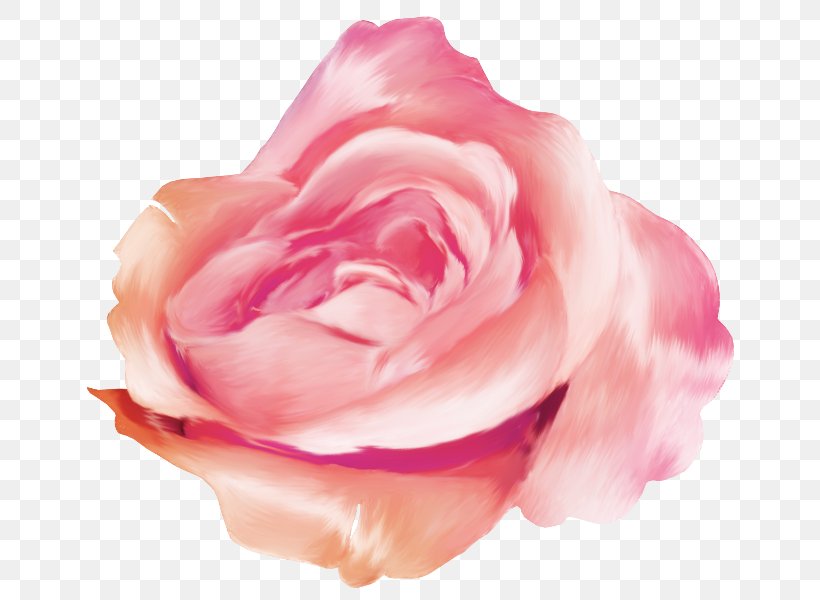 Rose Blog Desktop Wallpaper, PNG, 681x600px, 2016, 2017, 2018, Rose, Blog Download Free