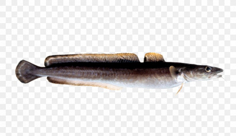 Sardine Cod Salmon Fish Products Capelin, PNG, 1160x667px, Sardine, Anchovy, Animal Source Foods, Atlantic Cod, Atlantic Herring Download Free