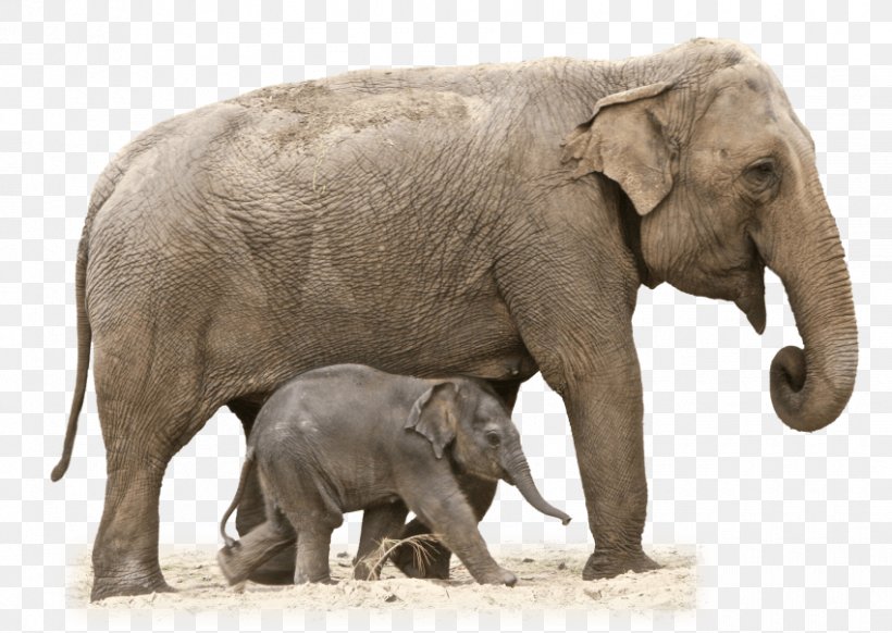 African Bush Elephant Elephantidae Clip Art, PNG, 850x604px, African Bush Elephant, African Elephant, Asian Elephant, Borneo Elephant, Elephant Download Free