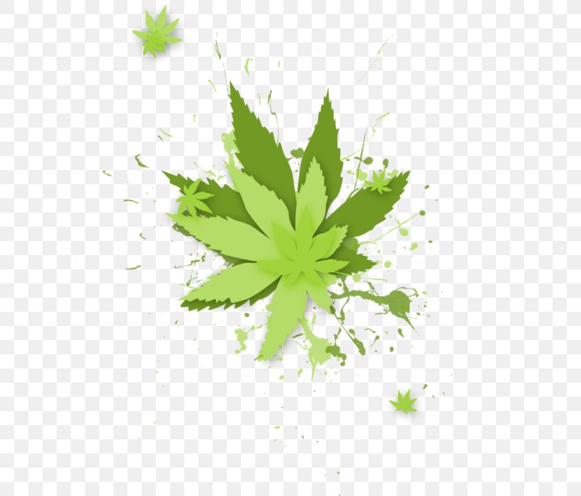 Leaf Drawing Desktop Wallpaper Clip Art, PNG, 608x700px, Leaf, Blog, Cannabis, Computer, Drawing Download Free