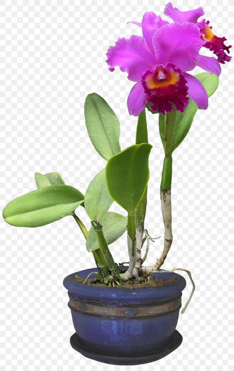 Orchids Plants Clip Art File Format Burknar, PNG, 883x1400px, Orchids, Burknar, Cattleya, Color, Dendrobium Download Free
