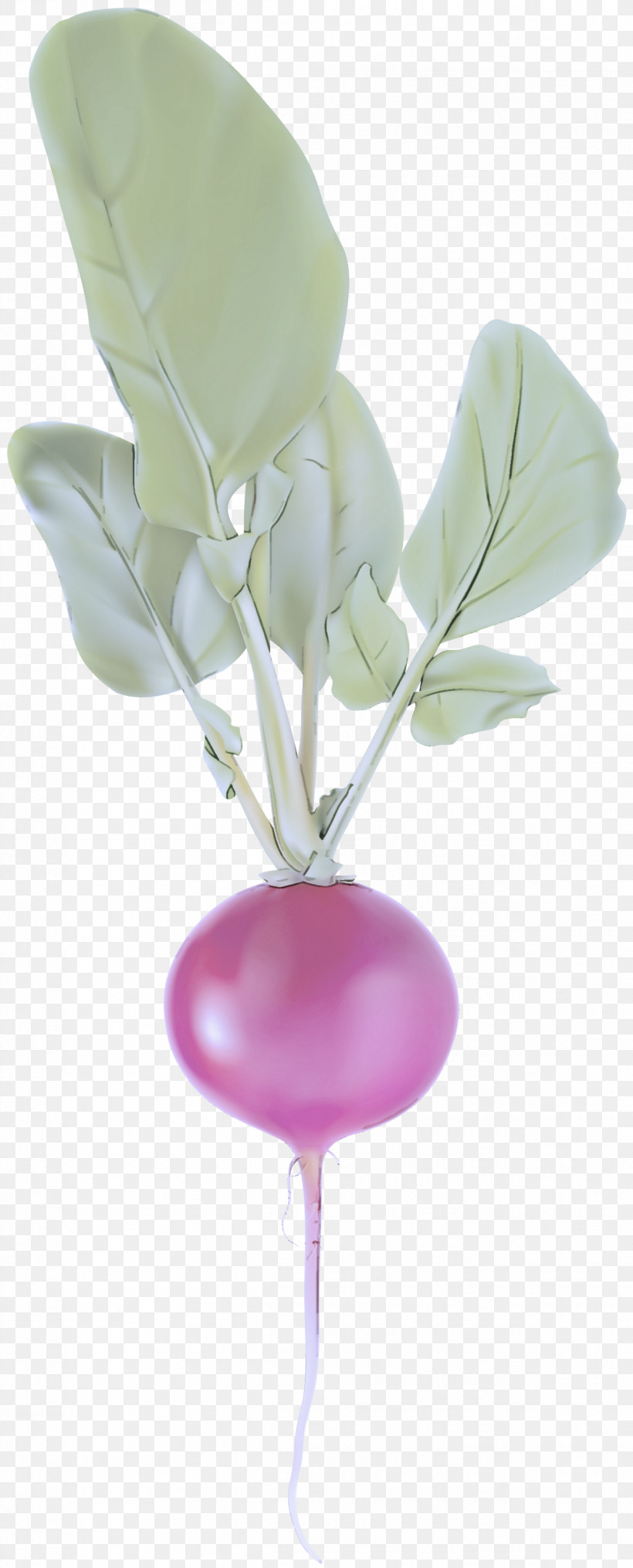 Pink Balloon Flower Plant Tulip, PNG, 1211x3000px, Pink, Anthurium, Balloon, Cut Flowers, Flower Download Free
