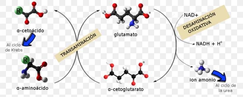 Catabolism Anabolism Metabolism Biochemistry Biomolecule, PNG ...