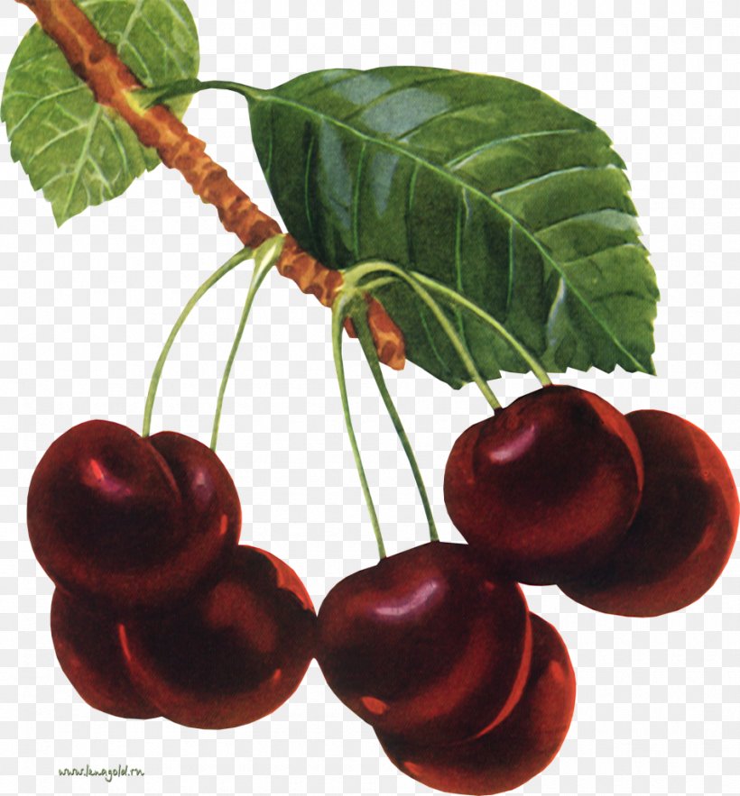 Cherry Nalewka Cerasus Marmalade, PNG, 950x1024px, Cherry, Auglis, Berry, Cerasus, Drink Download Free
